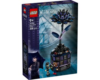 Чорний жоржин